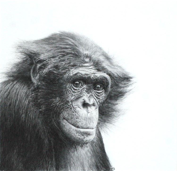 Recognition <p>Portrait of Bonobo "Kumbuka" </p><p>Charcoal on paper</p><p>23,7 x 24,7 cm</p><p>(sold)</p>